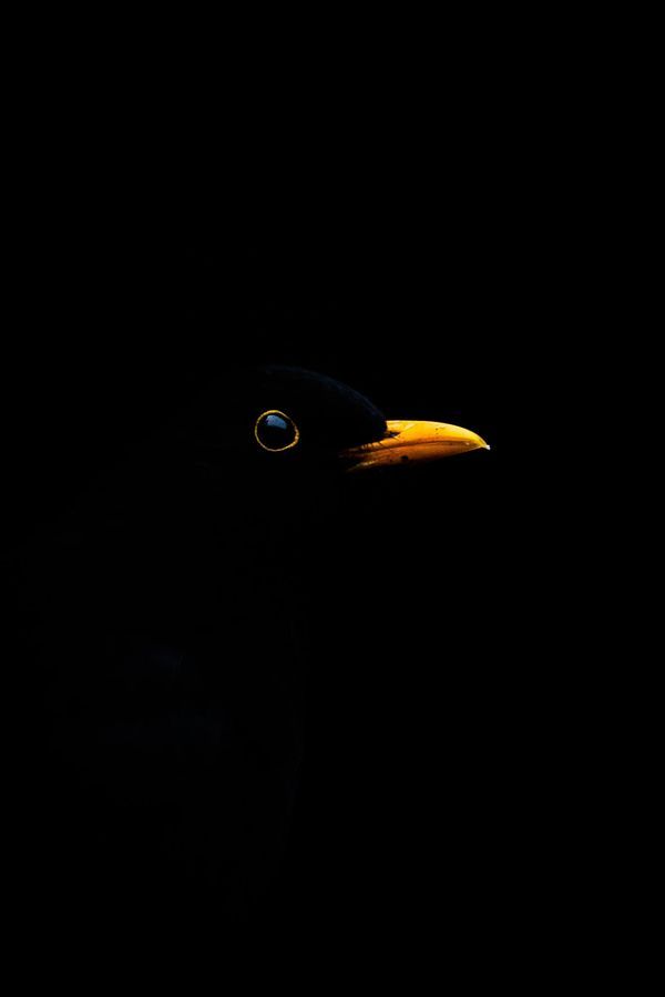 𝓑𝓵𝓪𝓬𝓴𝓫𝓲𝓻𝓭 profile photo